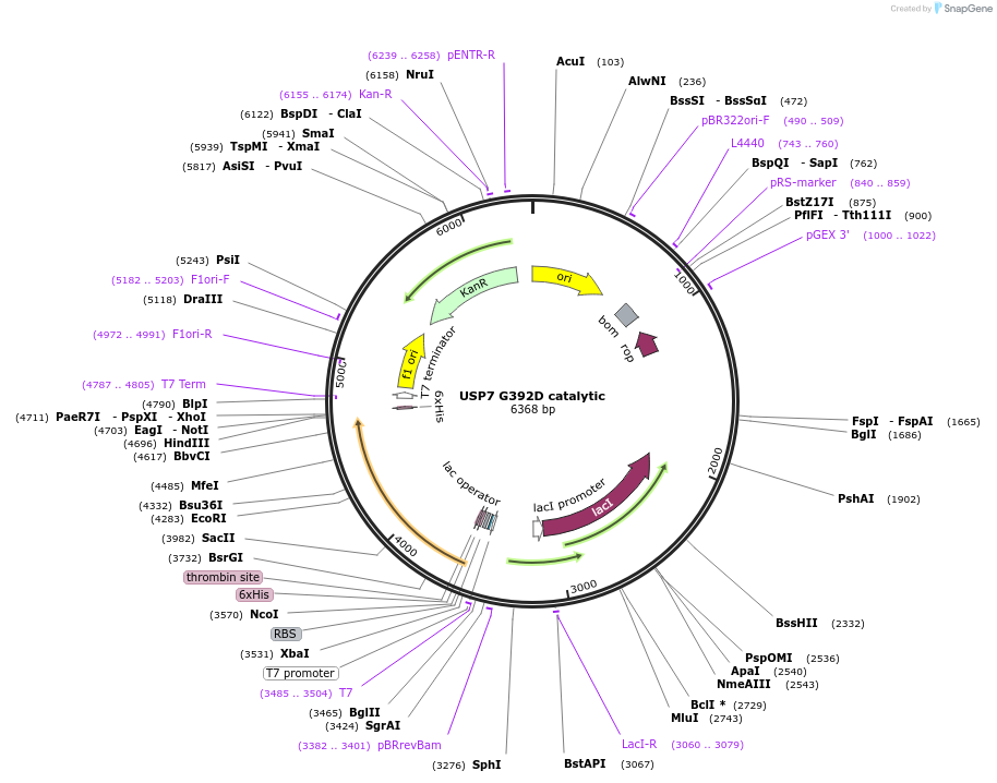 227203-plasmid-map-sequence-id-449535