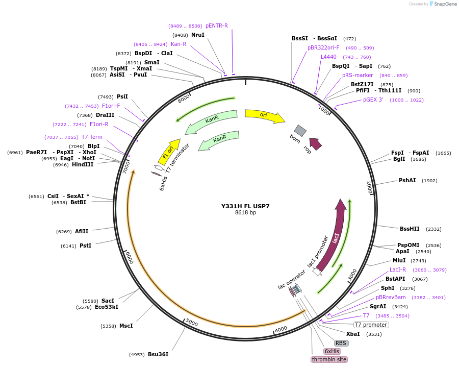 227218-plasmid-map-sequence-id-449540
