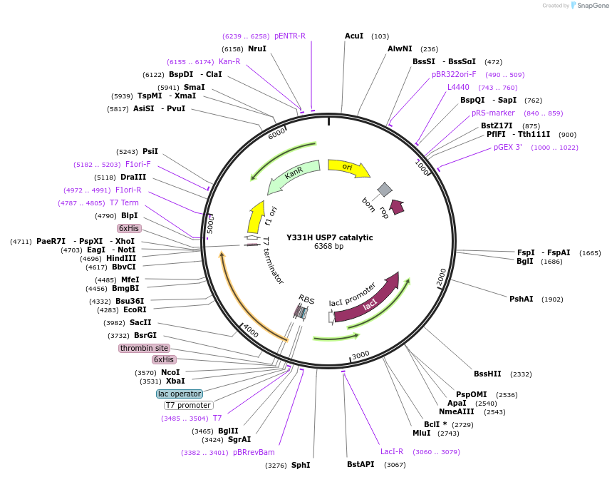 227205-plasmid-map-sequence-id-449546