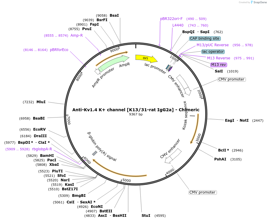227056-plasmid-map-sequence-id-449584