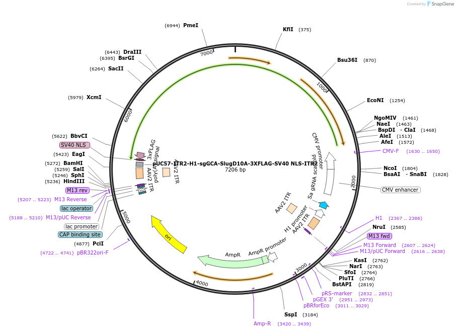 222860-plasmid-map-sequence-id-449590