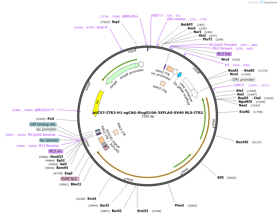 222858-plasmid-map-sequence-id-449592
