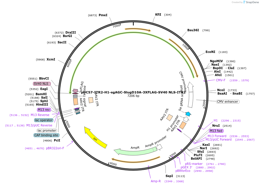 222859-plasmid-map-sequence-id-449593