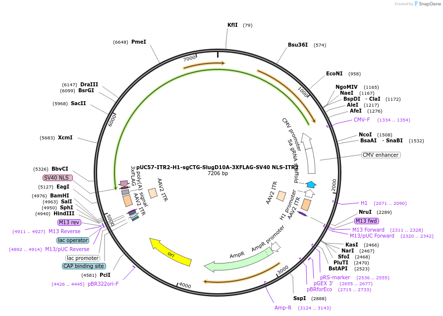 222857-plasmid-map-sequence-id-449594