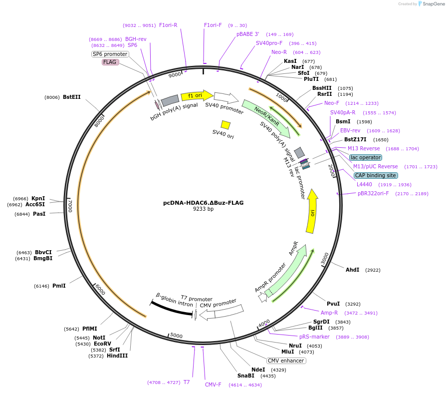 30484-plasmid-map-sequence-id-449608