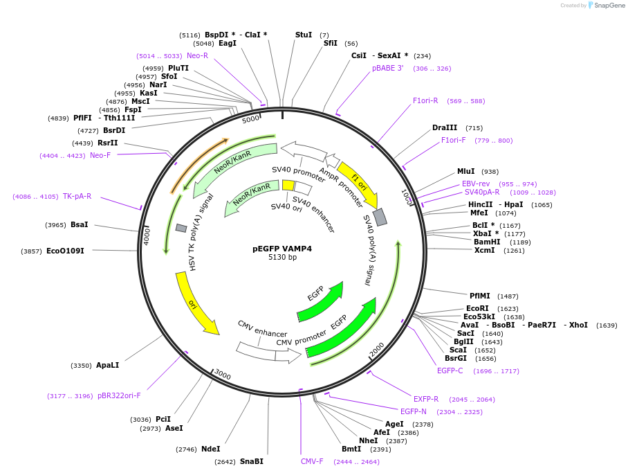 42313-plasmid-map-sequence-id-449610