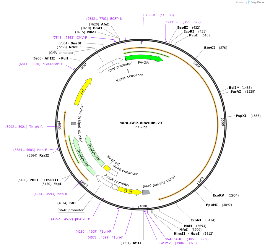 57162-plasmid-map-sequence-id-449611