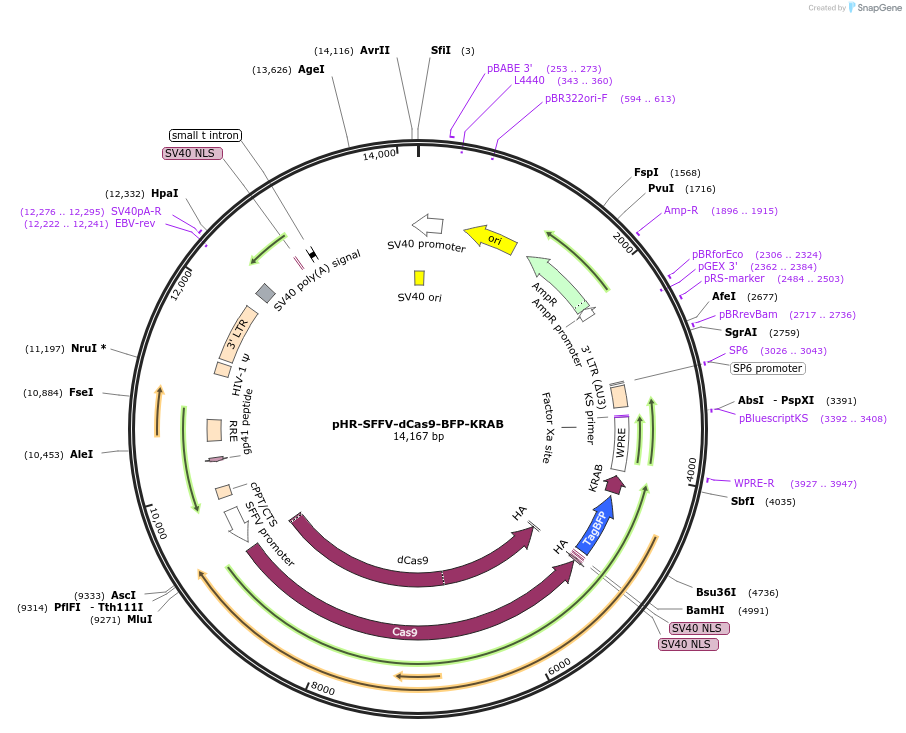46911-plasmid-map-sequence-id-449615