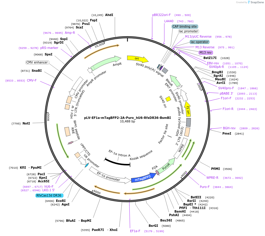 226011-plasmid-map-sequence-id-449617