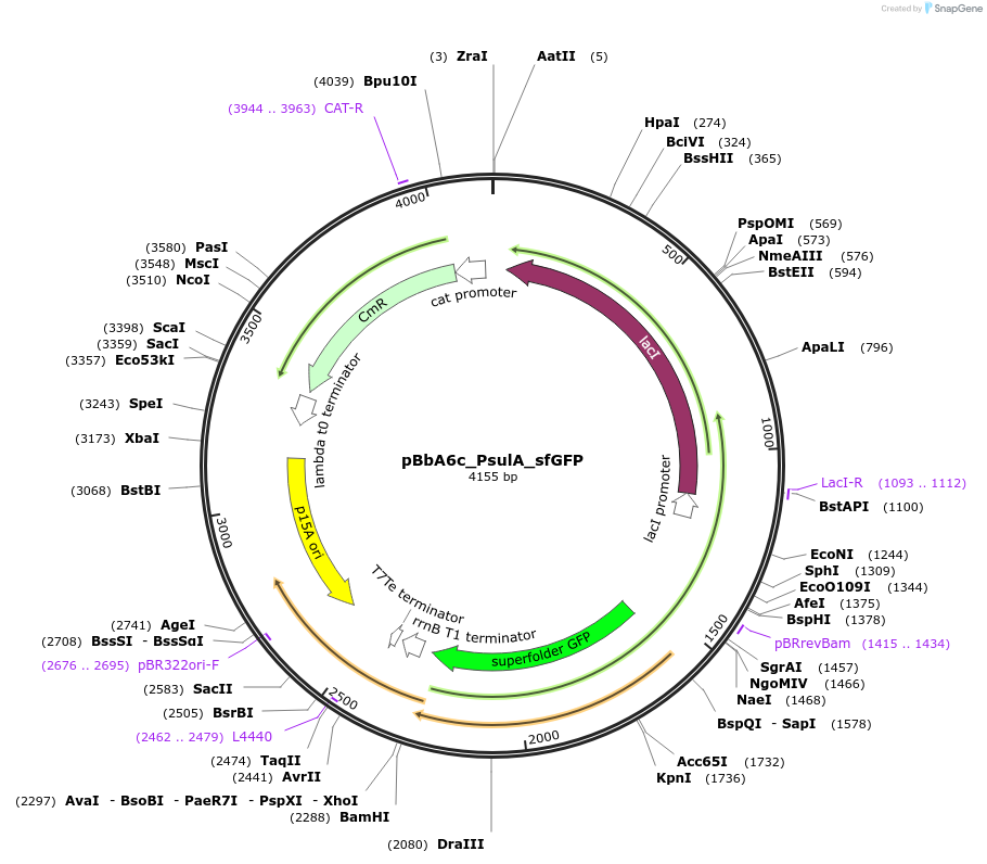 224587-plasmid-map-sequence-id-449618
