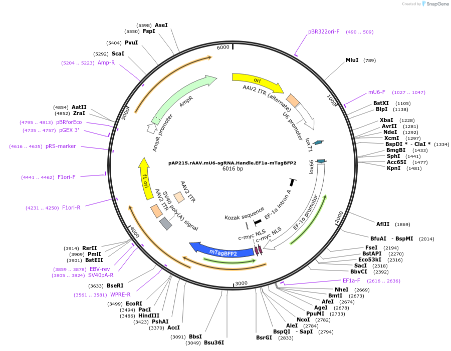 217635-plasmid-map-sequence-id-449624