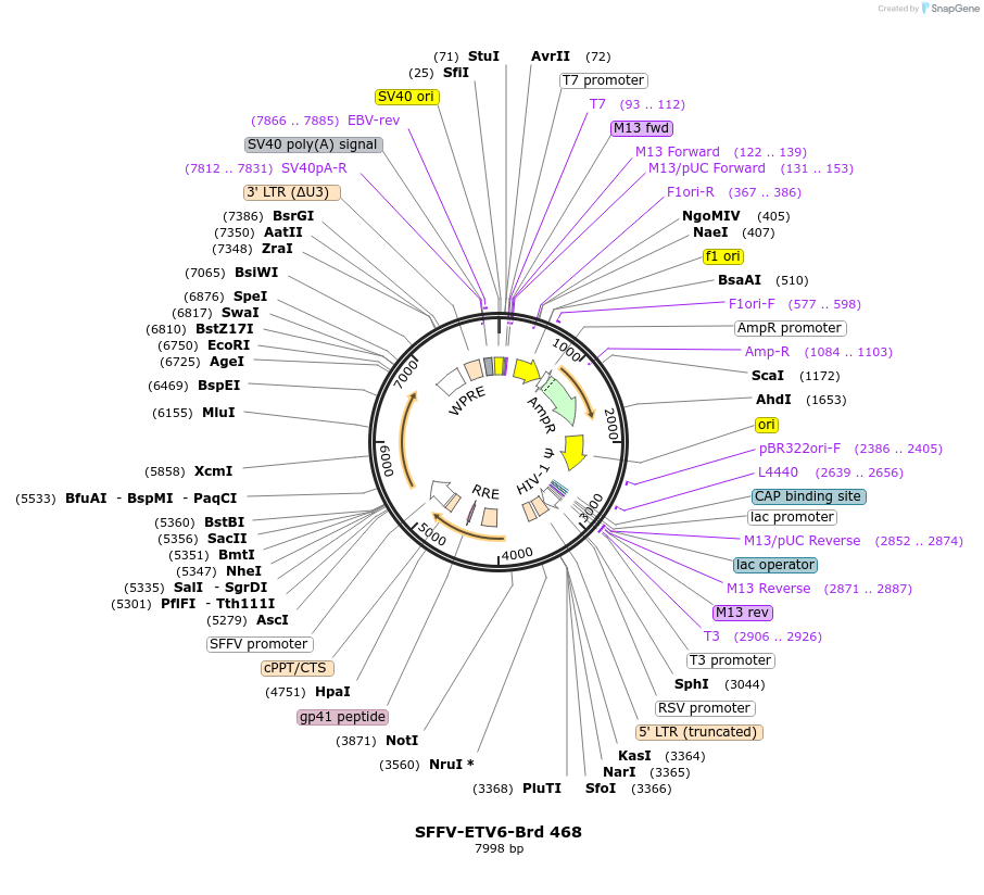 219369-plasmid-map-sequence-id-449627