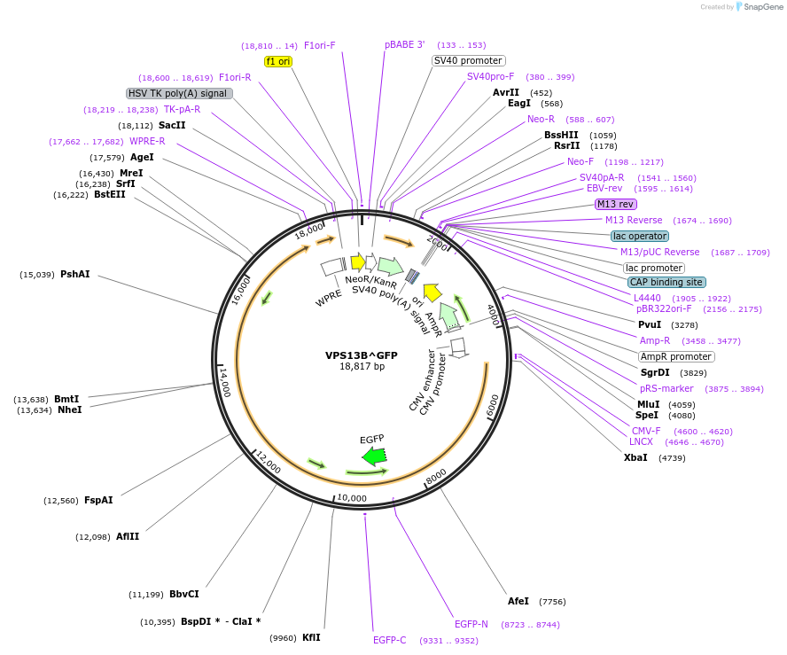 224588-plasmid-map-sequence-id-449635