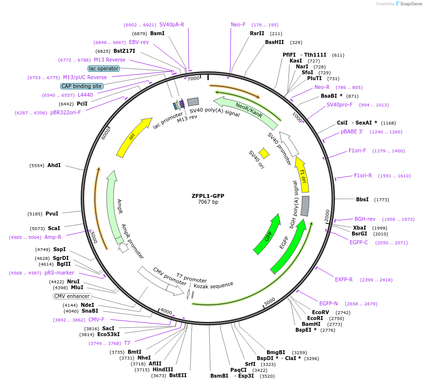 224590-plasmid-map-sequence-id-449636