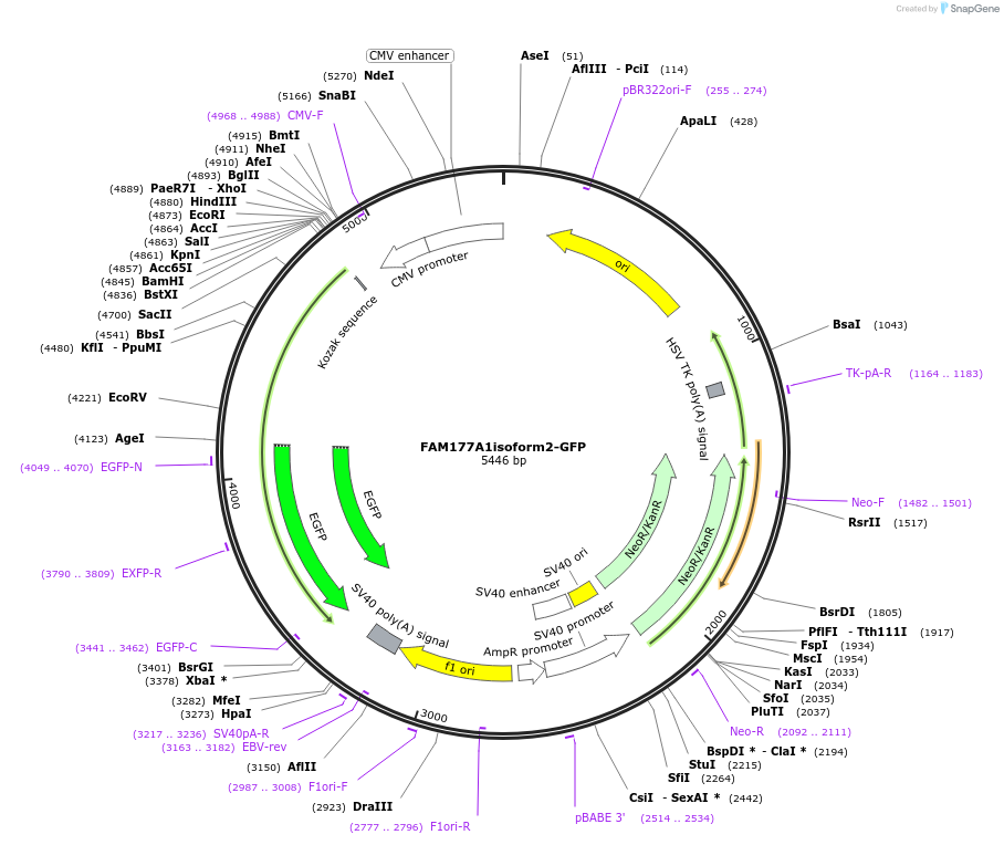 224589-plasmid-map-sequence-id-449637