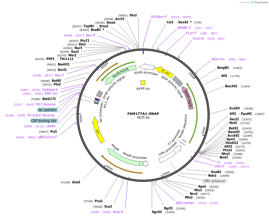224592-plasmid-map-sequence-id-449638