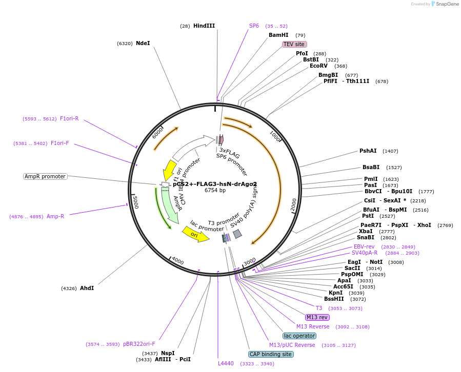 221717-plasmid-map-sequence-id-449651
