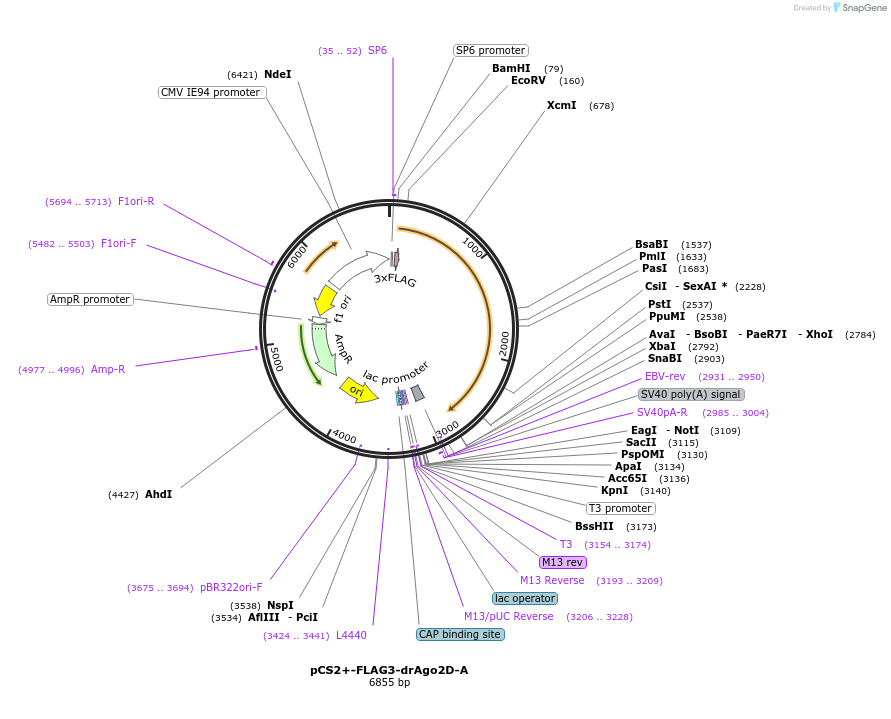 221713-plasmid-map-sequence-id-449652
