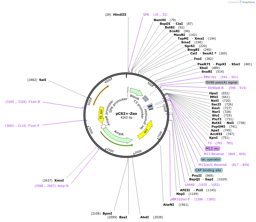 221725-plasmid-map-sequence-id-449654