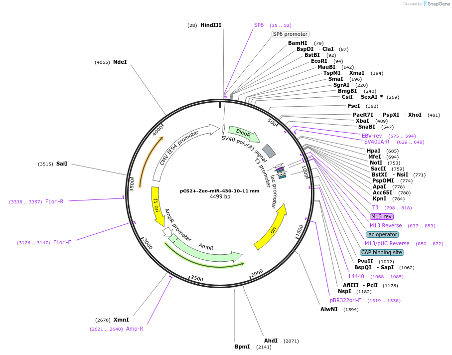 221727-plasmid-map-sequence-id-449656