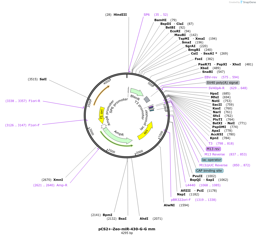221728-plasmid-map-sequence-id-449658