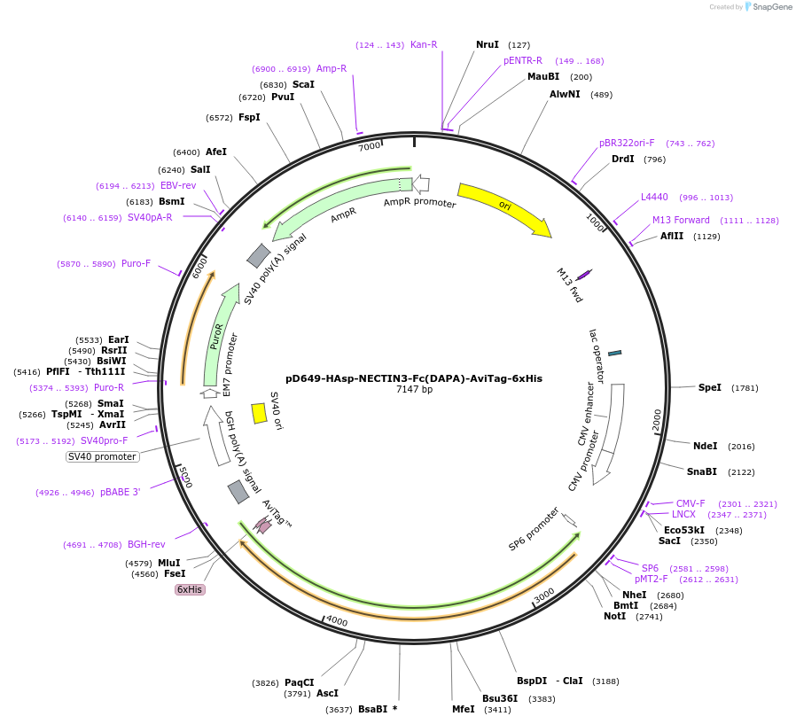 156791-plasmid-map-sequence-id-449667