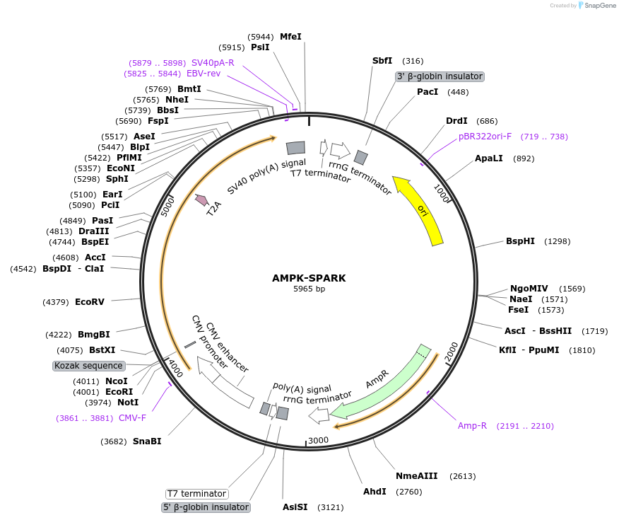 226255-plasmid-map-sequence-id-449670