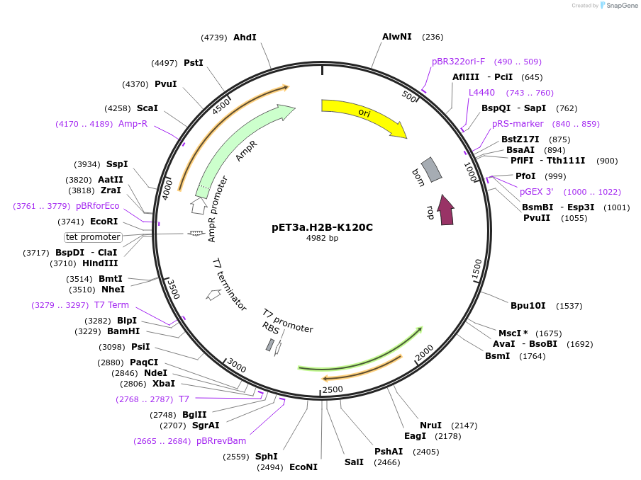 224706-plasmid-map-sequence-id-449672