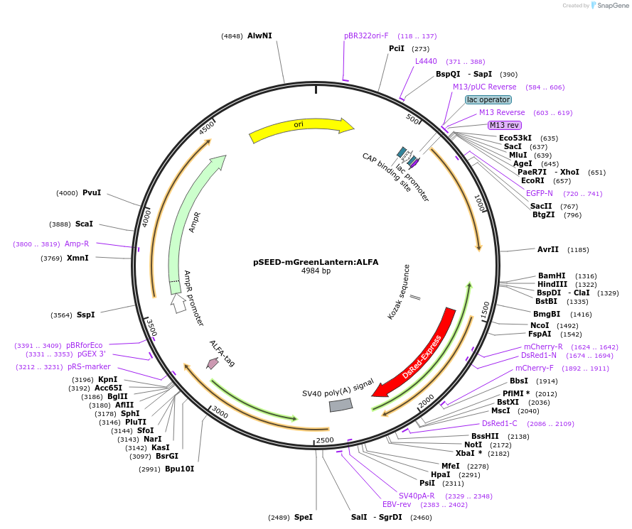219644-plasmid-map-sequence-id-449682
