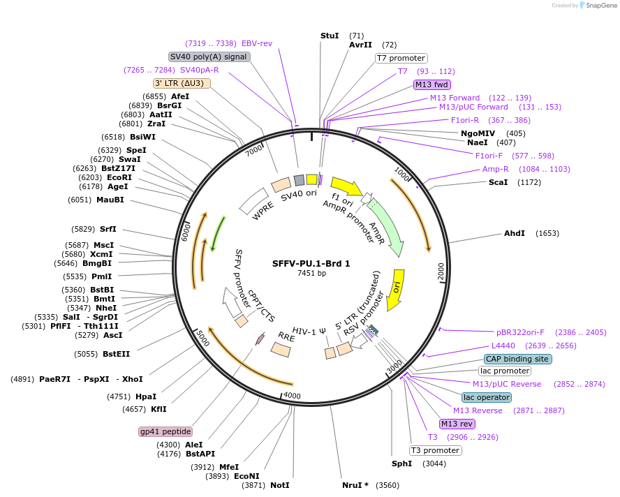 218985-plasmid-map-sequence-id-449693