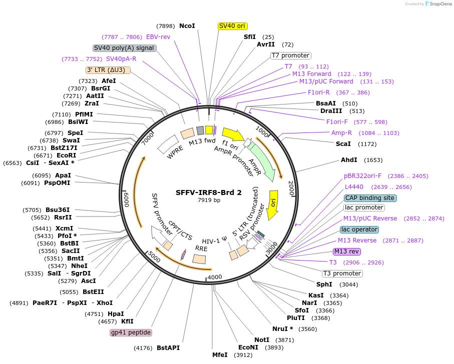 218986-plasmid-map-sequence-id-449694