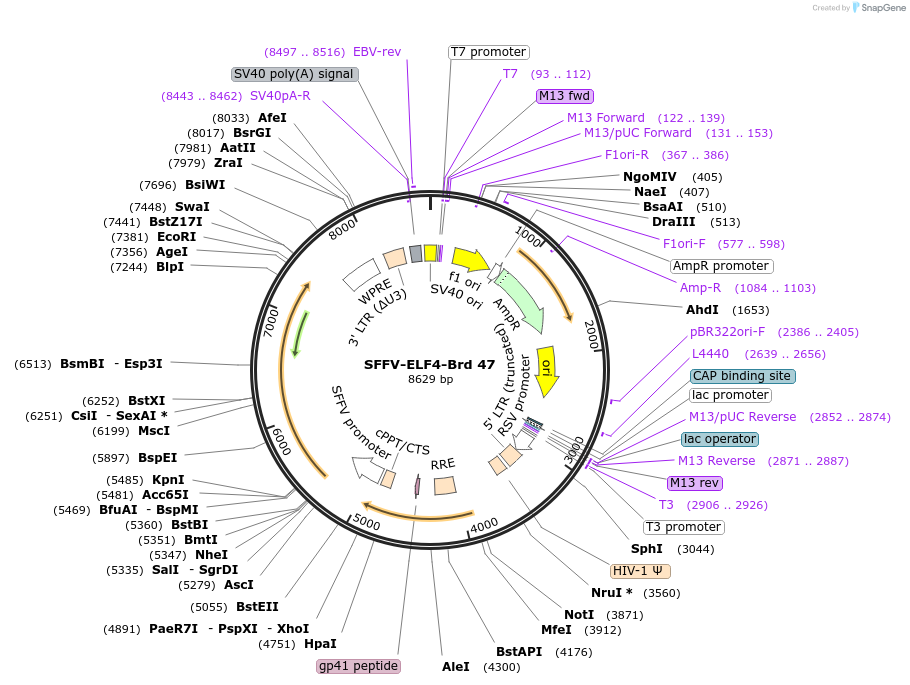 219028-plasmid-map-sequence-id-449713