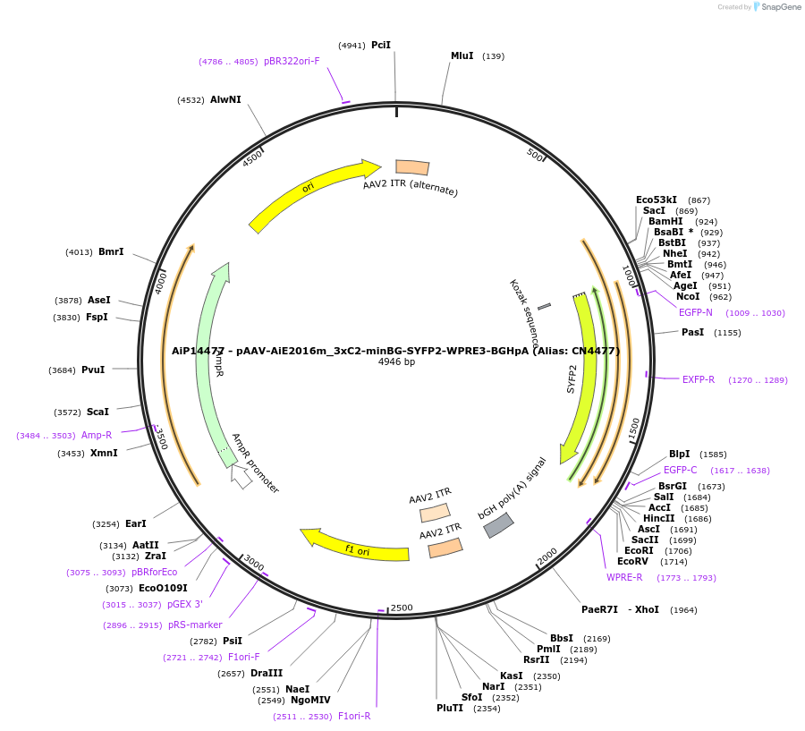 224045-plasmid-map-sequence-id-449741