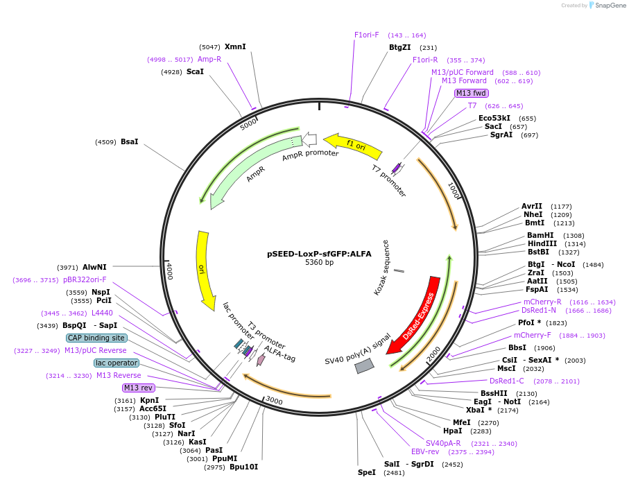 219660-plasmid-map-sequence-id-449743
