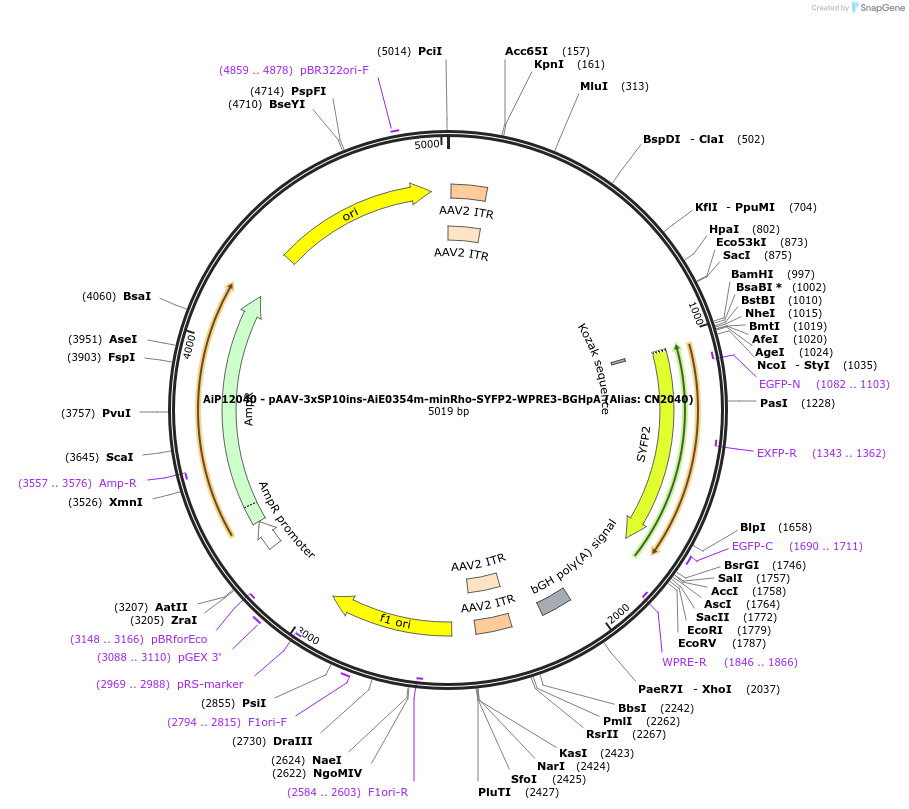 223971-plasmid-map-sequence-id-449750