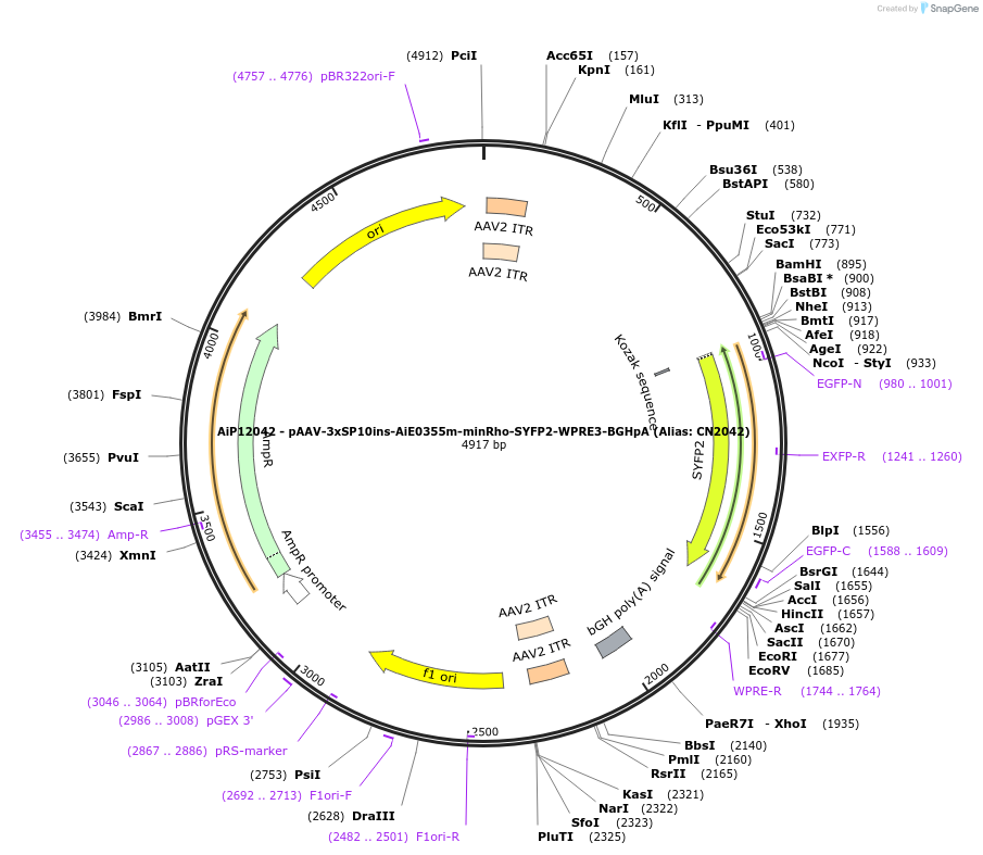223972-plasmid-map-sequence-id-449751