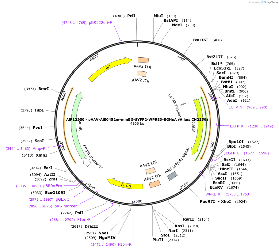 223975-plasmid-map-sequence-id-449752
