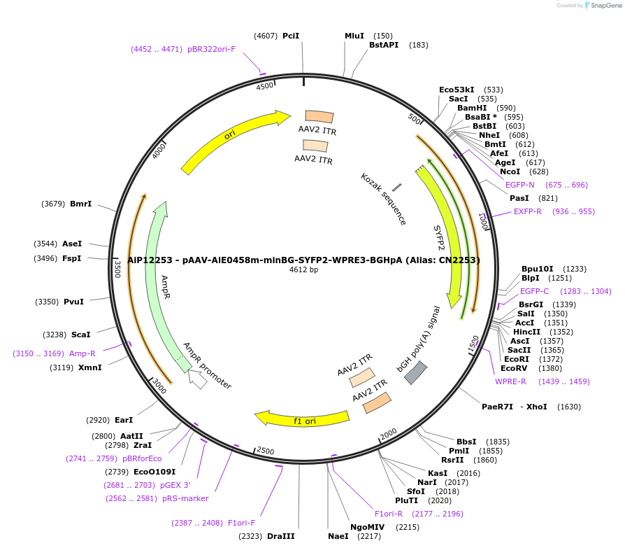 223976-plasmid-map-sequence-id-449753