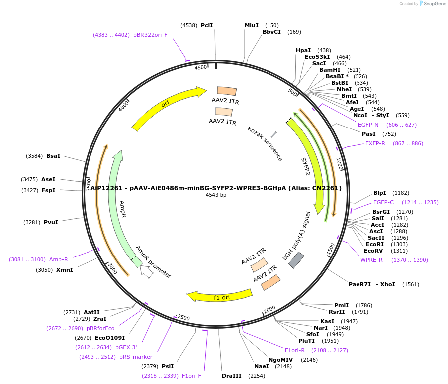223977-plasmid-map-sequence-id-449754