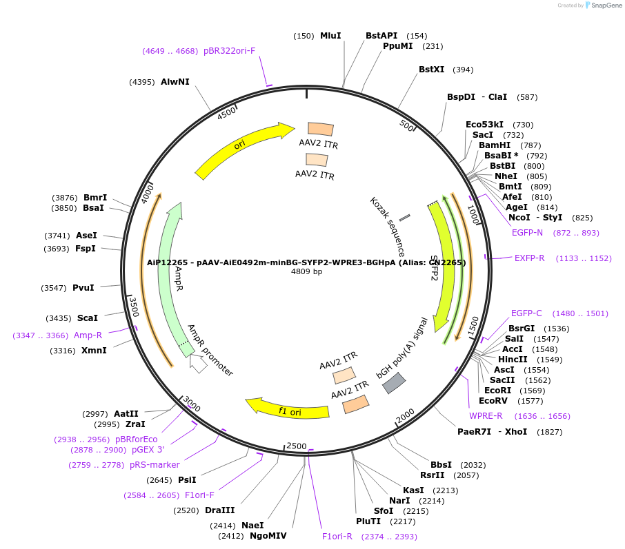 223978-plasmid-map-sequence-id-449755