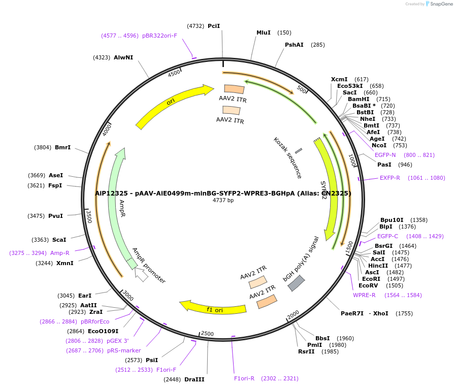 223982-plasmid-map-sequence-id-449757