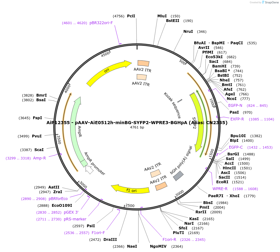 223984-plasmid-map-sequence-id-449758