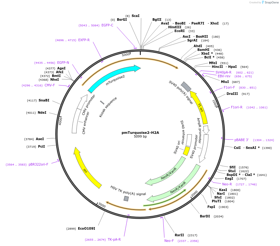 36207-plasmid-map-sequence-id-44976