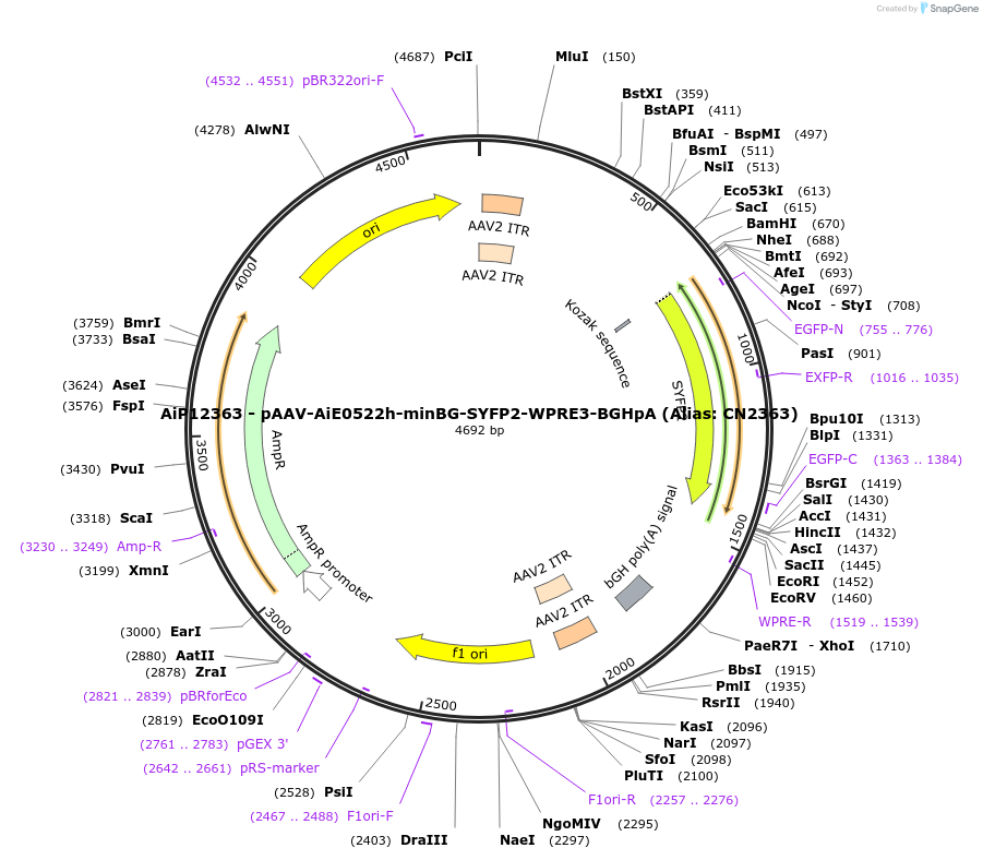 223987-plasmid-map-sequence-id-449760