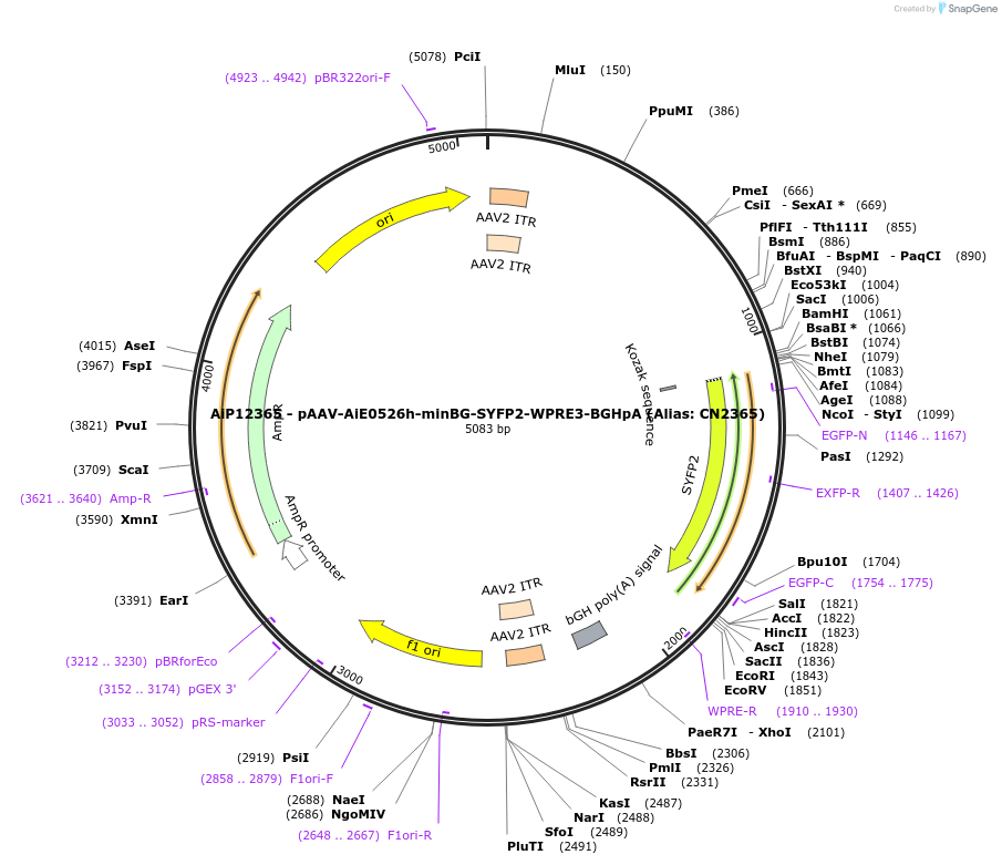 223988-plasmid-map-sequence-id-449761