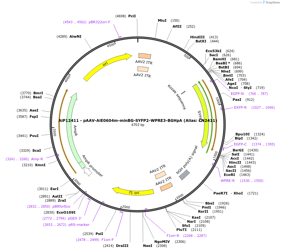 223991-plasmid-map-sequence-id-449764