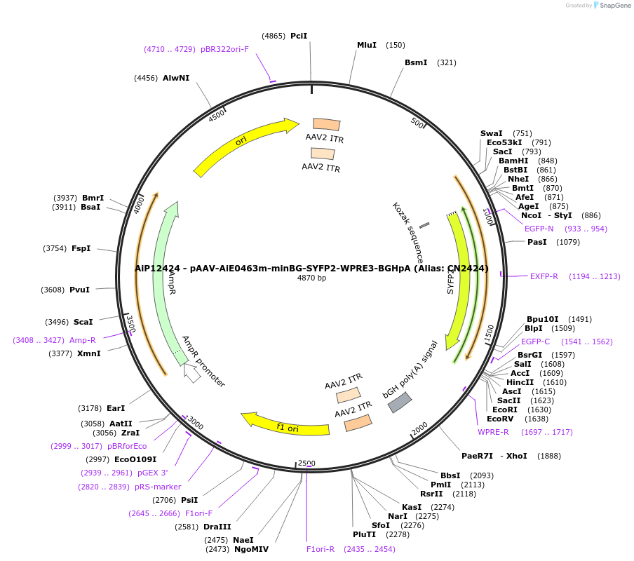 223993-plasmid-map-sequence-id-449766