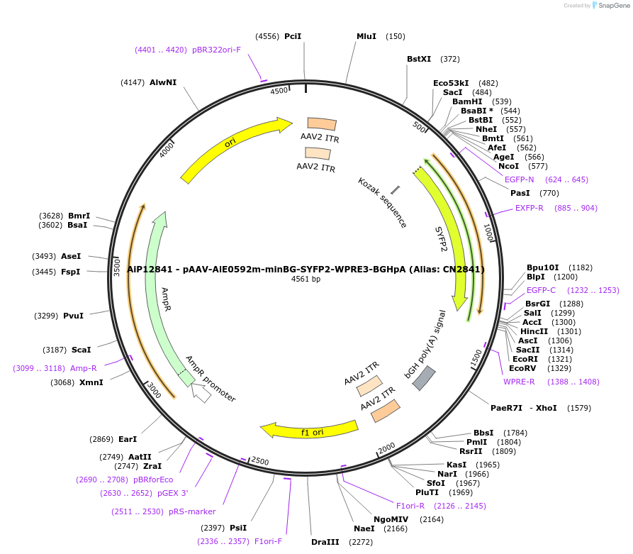 224007-plasmid-map-sequence-id-449773