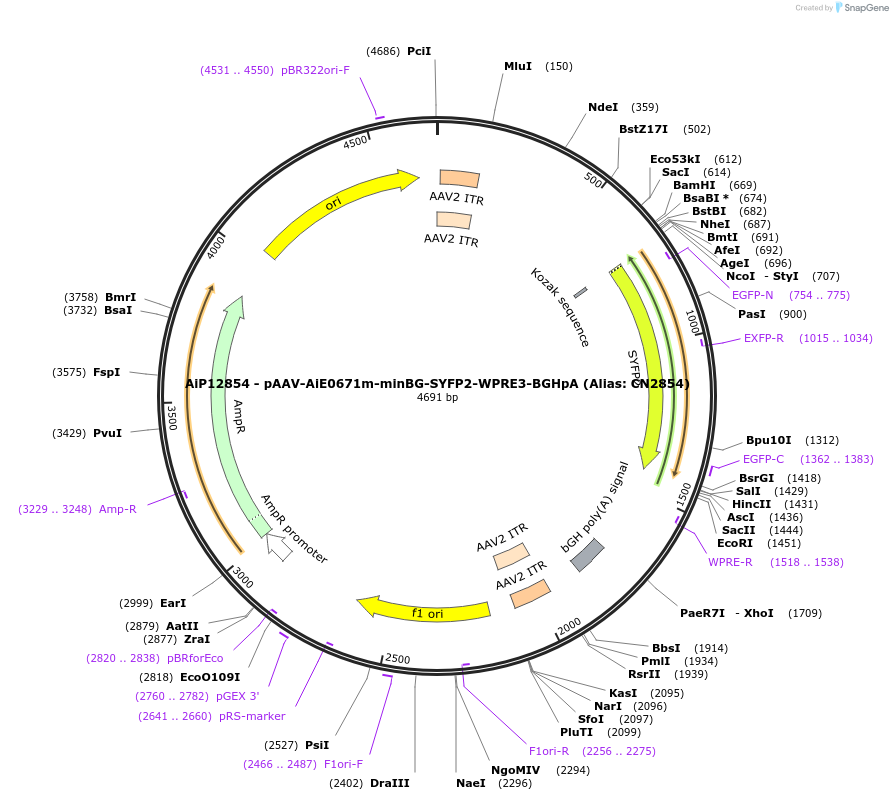 224012-plasmid-map-sequence-id-449777