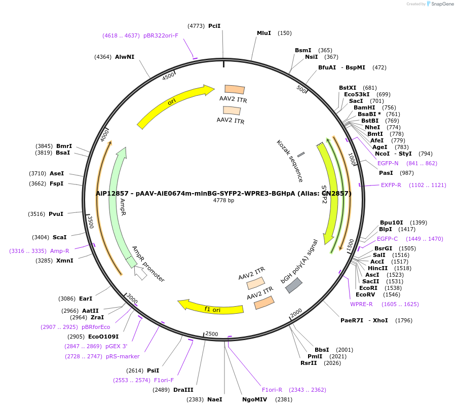 224013-plasmid-map-sequence-id-449778
